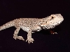 black eyed bearded dragon female