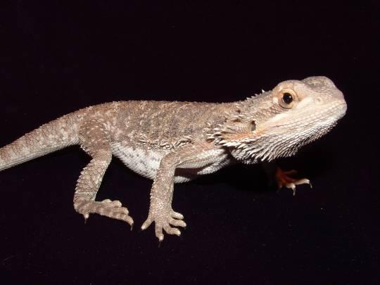 black eyed bearded dragon female