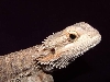 black eyed bearded dragon