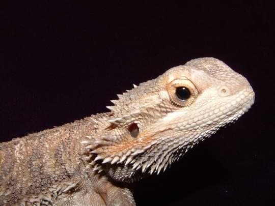 black eyed bearded dragon