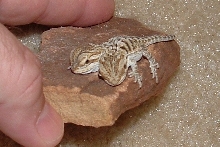 close up of two headed dragon