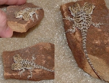 2 headed bearded dragon picture collage