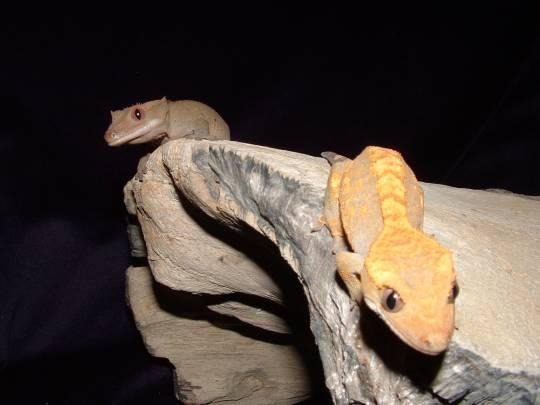 Crested gecko jumper
