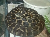 gravid female carpet python