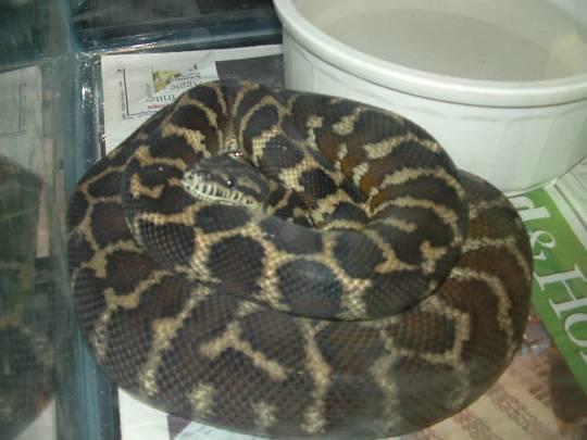 gravid female carpet python