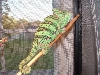 Female Veiled Chameleon