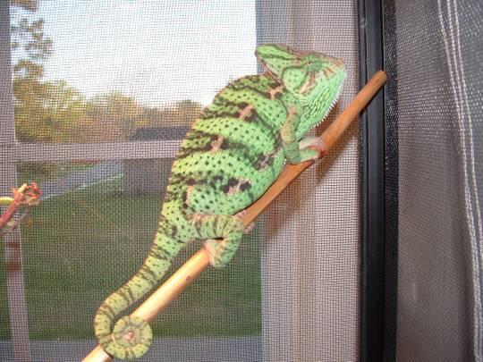 Female Veiled Chameleon