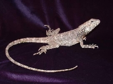 Frilled dragon female gravid