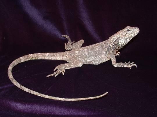 Frilled dragon female gravid