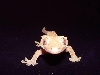 Crested gecko close up