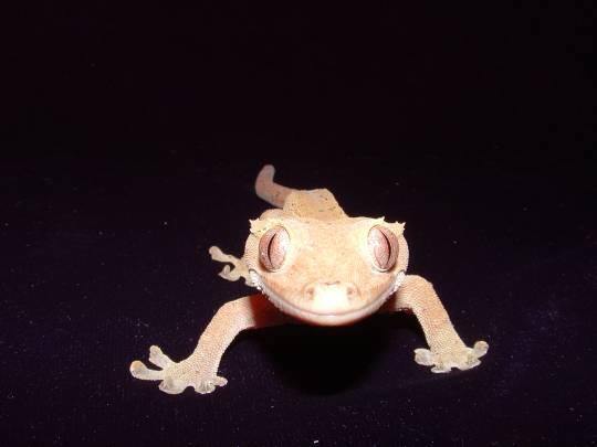 Crested gecko close up