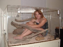 Frilled dragon cage