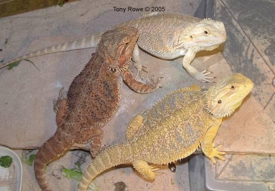 Bearded dragon morph's