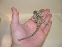 2 headed dragon