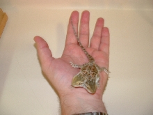2 headed  bearded dragon