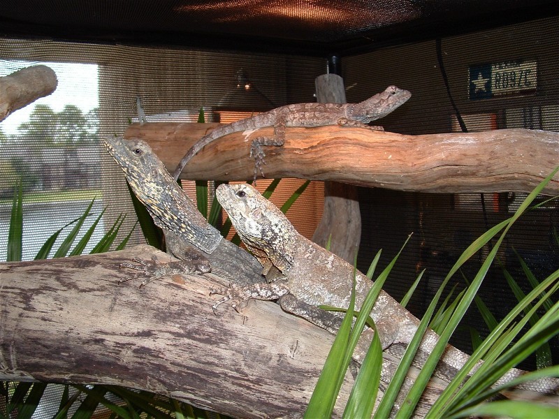 male and female frilled dragons