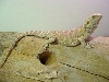 Lilly.   Hypo female