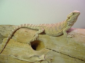 Lilly.   Hypo female