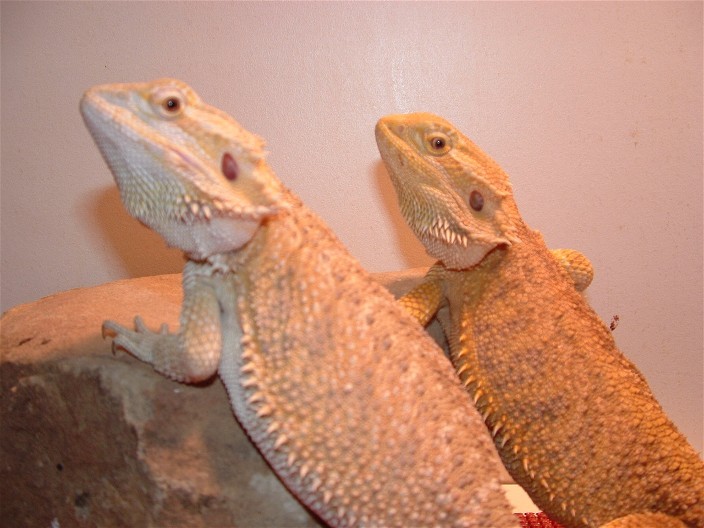 lilly and nanner- hypo and yellow