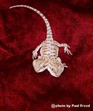 *New Picture*  2 headed bearded dragon