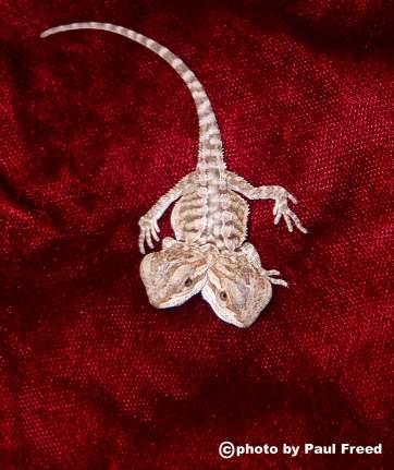 *New Picture*  2 headed bearded dragon