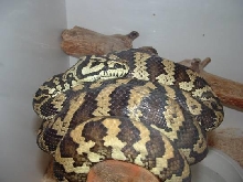 Male carpet python