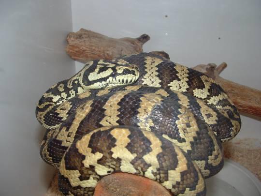 Male carpet python