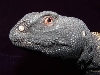 Mali uromastyx male close up