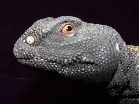 Mali uromastyx male close up