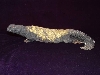 Male mali uromastyx