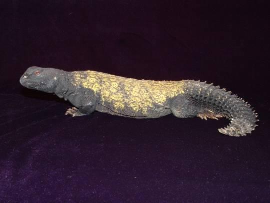 Male mali uromastyx
