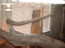 frilled dragons/new cage