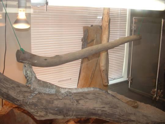 frilled dragons/new cage
