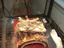 Bearded dragon hatchlings