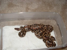 hatchling ball python's (5)
