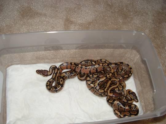 hatchling ball python's (5)