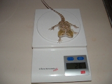 2 headed bearded dragon