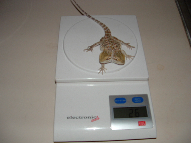 2 headed bearded dragon