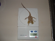 2 headed  bearded dragon