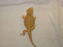 Shelia the yellow bearded dragon