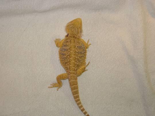 Shelia the yellow bearded dragon