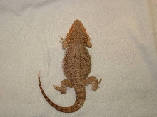 female red flame bearded dragon