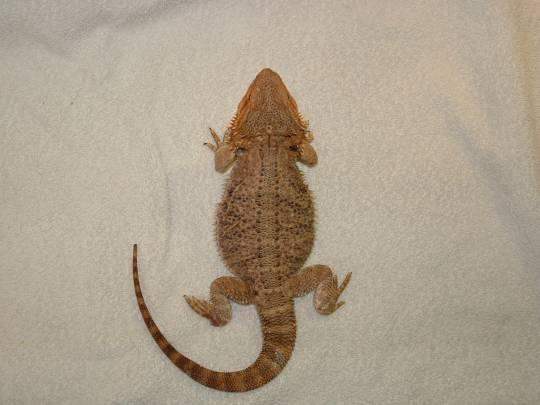 female red flame bearded dragon