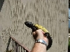 Male Mali Uromastix