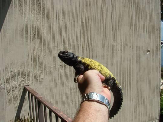 Male Mali Uromastix