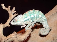 Panther chameleon  nosey be juvi