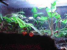 Uroplatus tank left side
