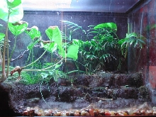 Uroplatus tank rightside