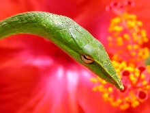 A. prasina