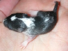 Gerbil pup